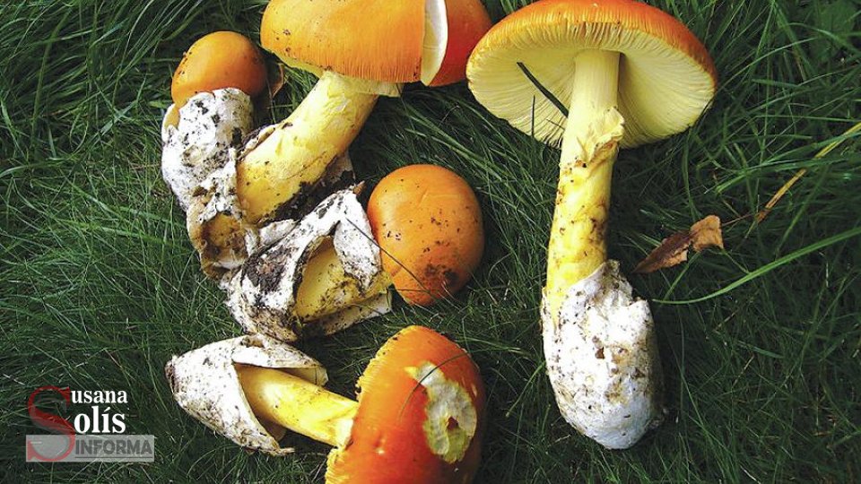 Mueren indígenas en #Chiapas por consumir hongos venenosos - Susana Solis Informa