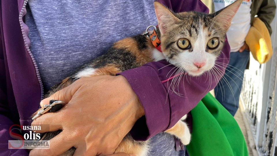 Realizan tercera Macro Campaña de Esterilización en Plan de Ayala - Susana Solis Informa