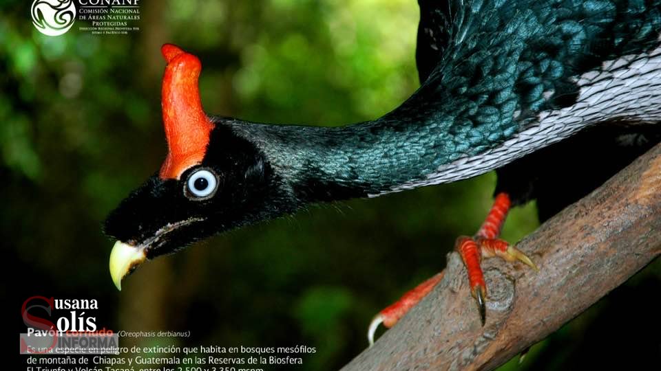 Captan video a pareja de pavón apareándose - Susana Solis Informa