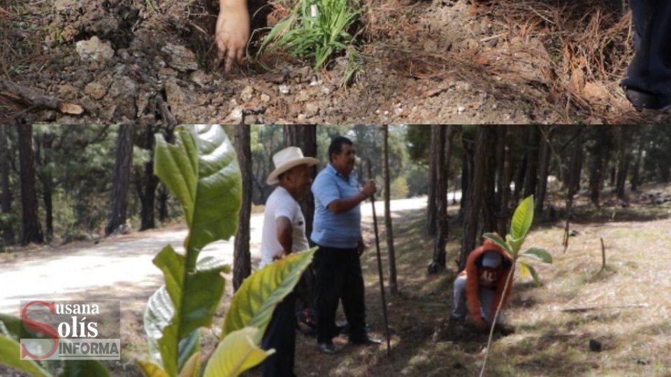 Provoca incendio y lo castigan sembrando 100 árboles - Susana Solis Informa