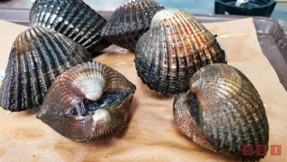 REALIZAN muestreo de agua de mar y alimentos para prevenir intoxicaciones - Susana Solis Informa