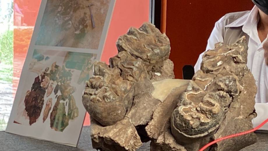 DESCUBREN en Chiapas cráneos de megafauna de hace 12 mil años Susana Solis Informa