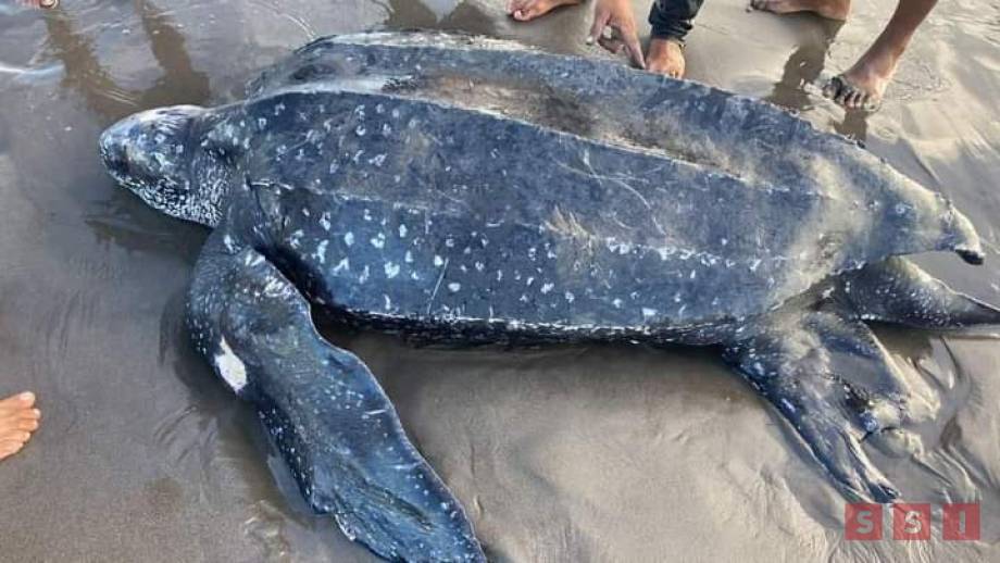 LIBERAN a tortuga gigante tras atención médica Susana Solis Informa