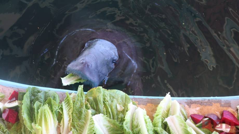 MANATÍES rescatados en Chiapas y Campeche, serán liberados - Susana Solis Informa