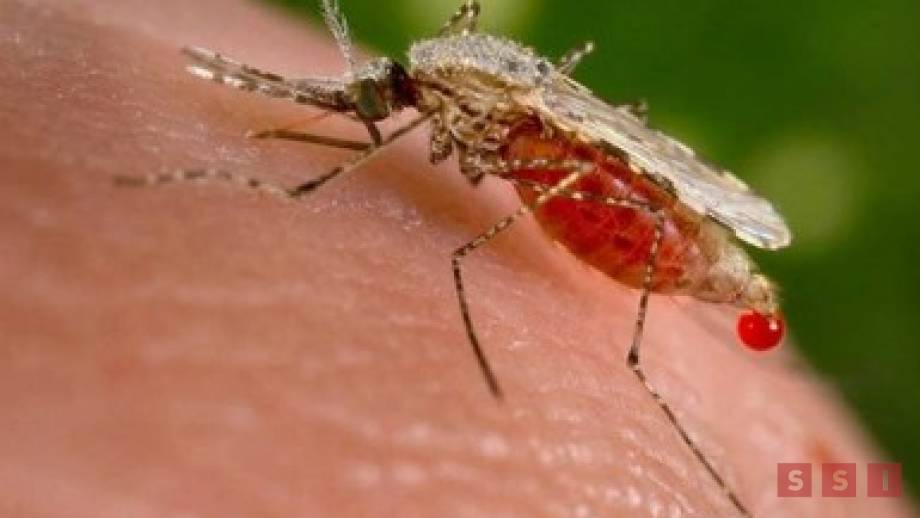 CHIAPAS registra más de 40 casos de malaria - Susana Solis Informa