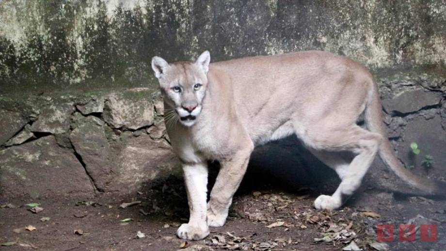 LLEGAN a Chiapas un puma y dos coyotes del “Black Jaguar-White Tiger” Susana Solis Informa