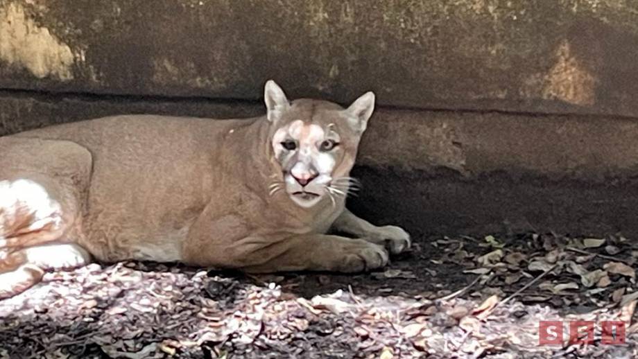 Ejemplares que eran maltratados en “Black Jaguar-White Tiger” bajo estrés en Zoológico de Chiapas - Susana Solis Informa