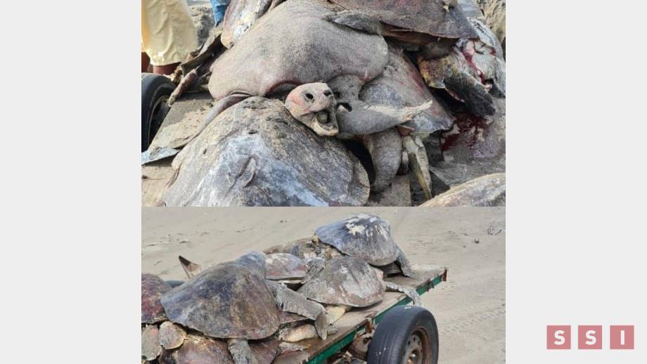 MORTANDAD de tortugas marinas en Chiapas; temen extinción de la especie - Susana Solis Informa