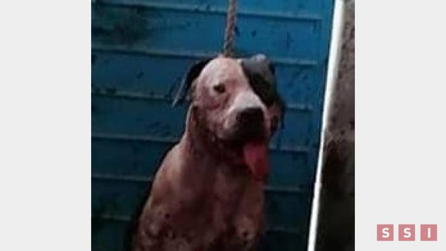No sacarificarán a Pitbull que mordió a una persona en Copoya - Susana Solis Informa