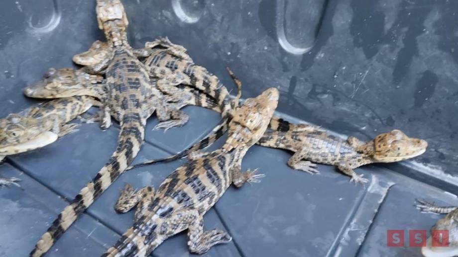 Asegura FGR 12 cocodrilos; estaban a la venta en Villaflores - Susana Solis Informa
