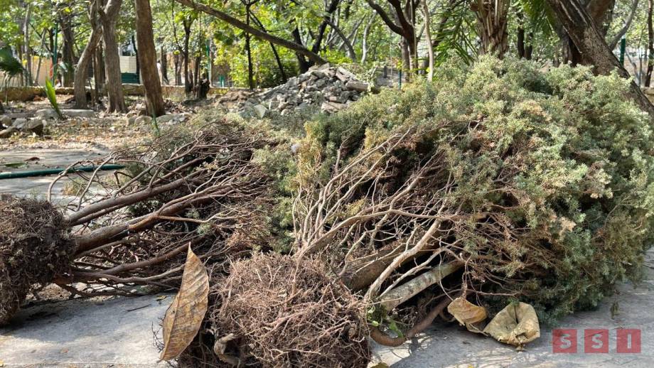 Activan centro de acopio de Árboles navideños naturales en EL VIVERO MUNICIPAL - Susana Solis Informa