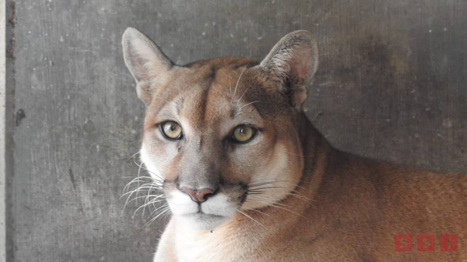 Nuevo habitante en el ZooMAT; es un puma Susana Solis Informa