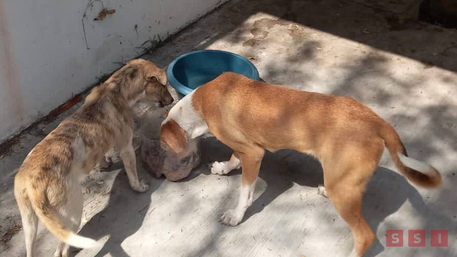 Rescatan a caninos que tras cuarentena, los darán en adopción - Susana Solis Informa