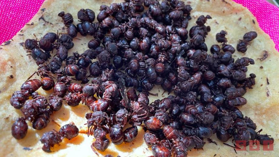 Por las nubes el precio del nucú; el retraso de las lluvias provocó la falta de este alimento exótico Susana Solis Informa