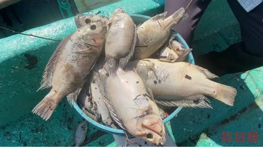 Pescadores pierden más de 300 kilos de producto al día por altas temperaturas y bajo nivel de la presa - Susana Solis Informa