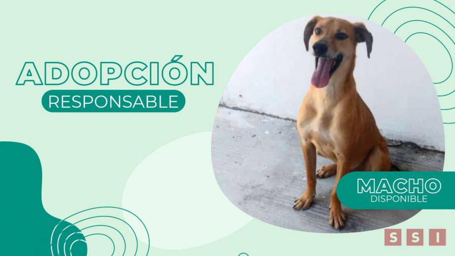 Promueve Ayuntamiento de Tuxtla Gutiérrez adopción responsable de mascotas - Susana Solis Informa
