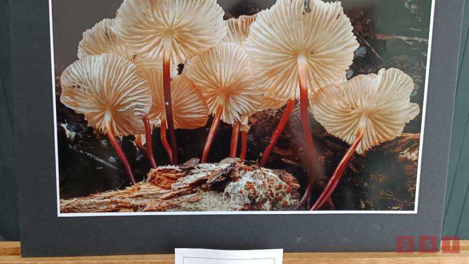 Gana Hasta 10 mil pesos en el Concurso de Fotografía 'Latidos del Río Sabinal - Susana Solis Informa