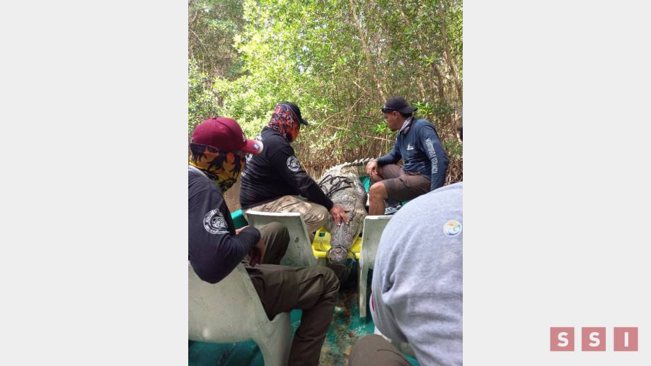 REUBICAN a cocodrilo de tres metros en Puerto Arista - Susana Solis Informa