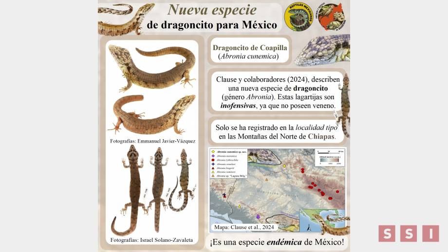 DESCUBREN nueva especie de lagartija en México y está en Chiapas - Susana Solis Informa