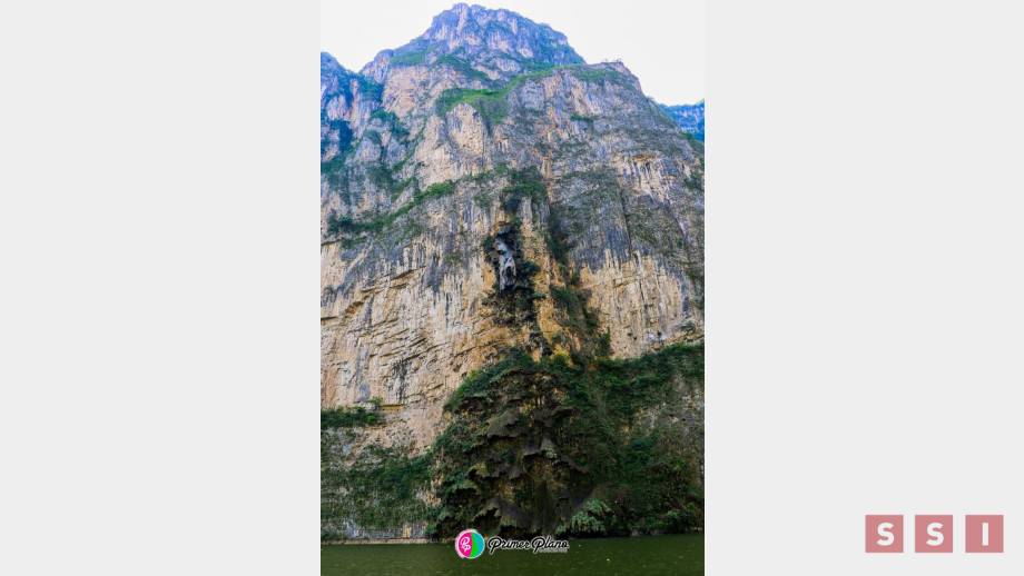 EN RIESGO de desaparecer “árbol de navidad” en el Cañón del Sumidero - Susana Solis Informa