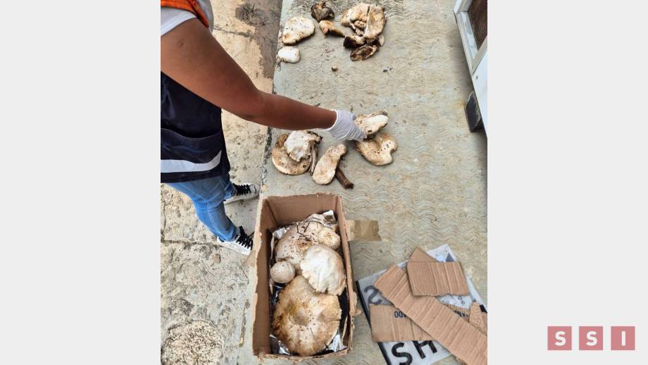 MÁS DE 10 INTOXICADOS por hongos silvestres en Chiapas - Susana Solis Informa