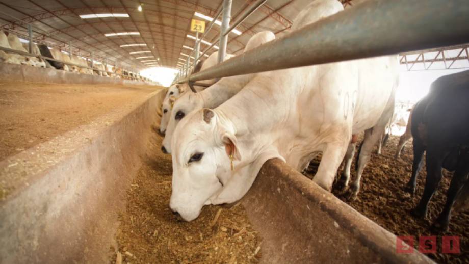 En cuarentena ganado en Chiapas por posible brote de gusano barrenador - Susana Solis Informa