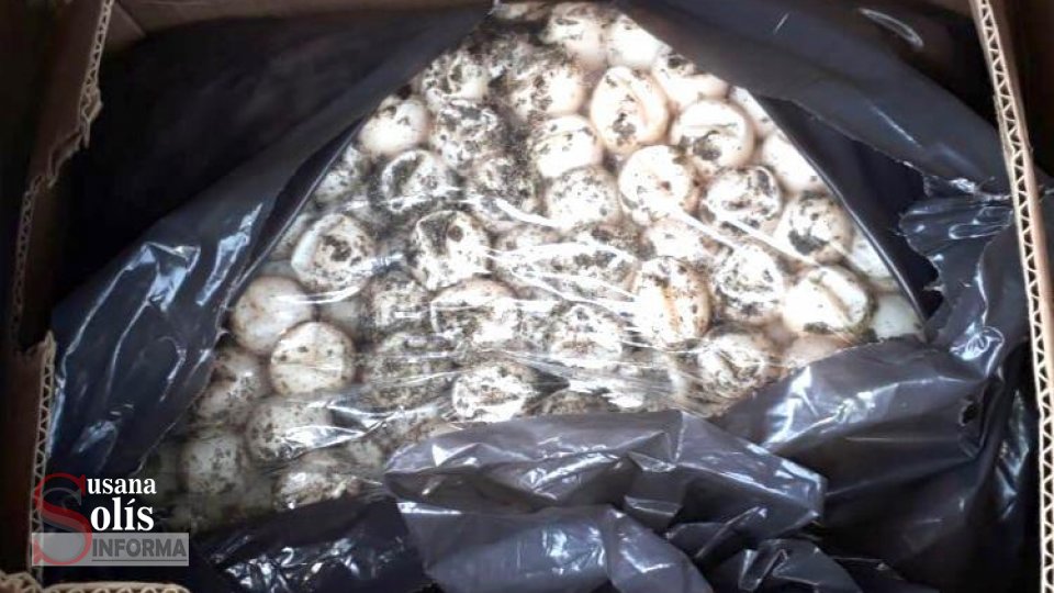 DETENIDA con 2 mil 800 huevos de tortuga Susana Solis Informa