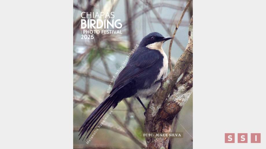 Se alistan para la observación de aves en Chiapas; anuncian Festival Birding Foto Festival 2025 - Susana Solis Informa
