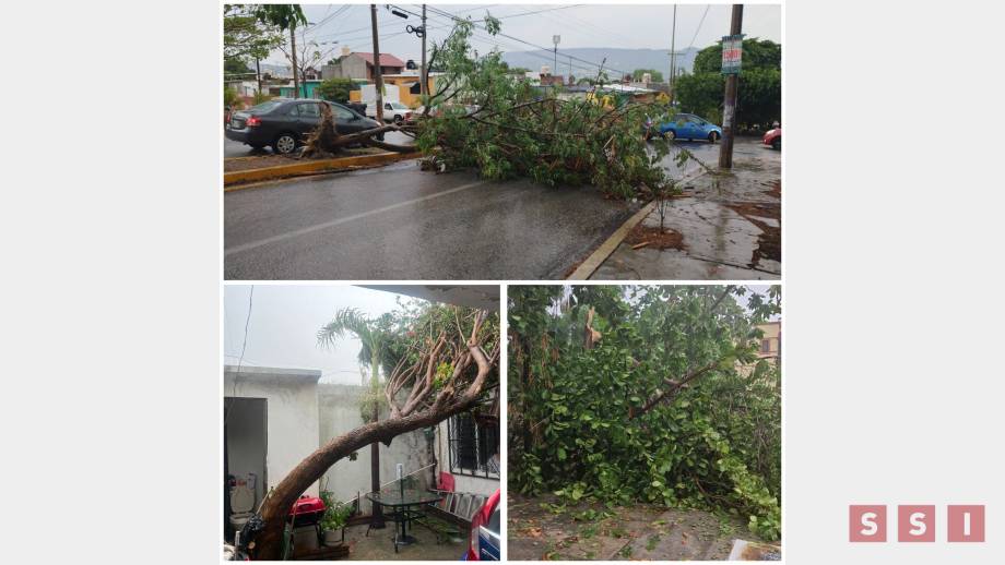 30 ÁRBOLES caídos deja intensa lluvia en Tuxtla Gutiérrez - Susana Solis Informa