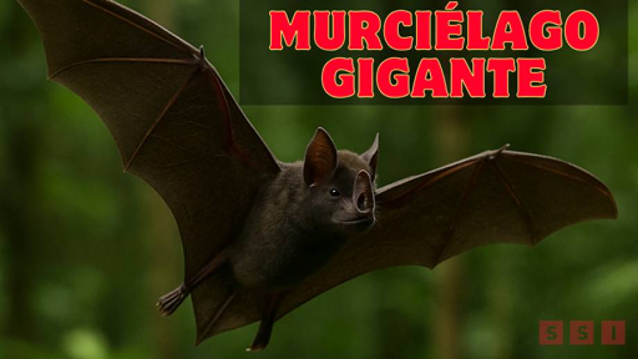 Registran en la selva de Chiapas nueva especie de murciélago gigante - Susana Solis Informa