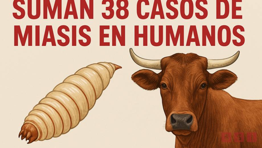 Confirman 38 casos de miasis humana en Chiapas - Susana Solis Informa