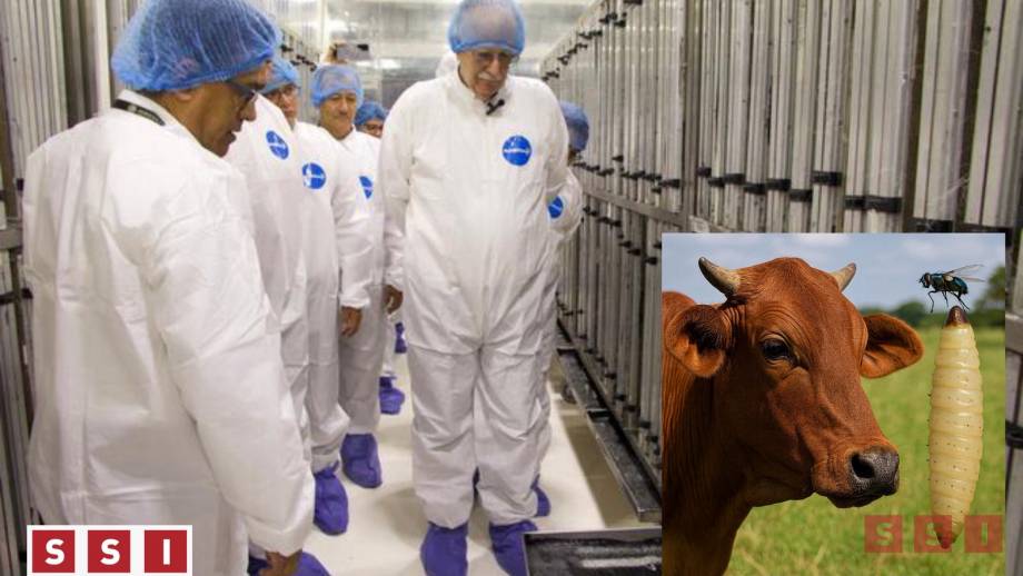 México y EU destinan 51 mdd para eliminar el gusano barrenador del ganado Susana Solis Informa