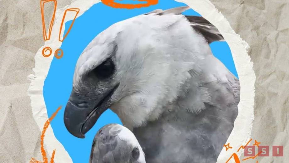 ¿Cuánto se gastó para traer un águila arpía a Chiapas? - Susana Solis Informa