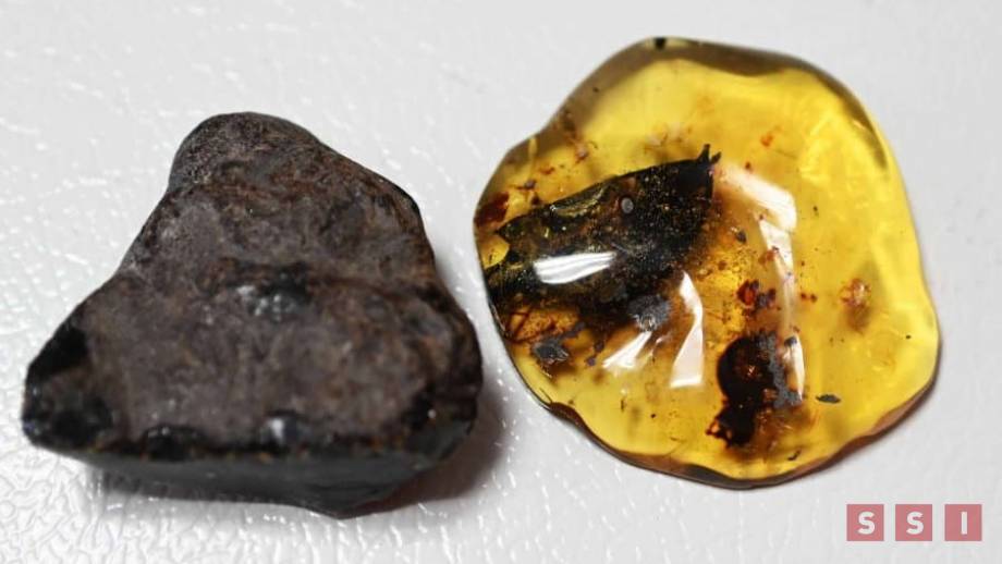 Descubren en Chiapas nueva especie de árbol productor de ámbar con más de 23 millones de años - Susana Solis Informa