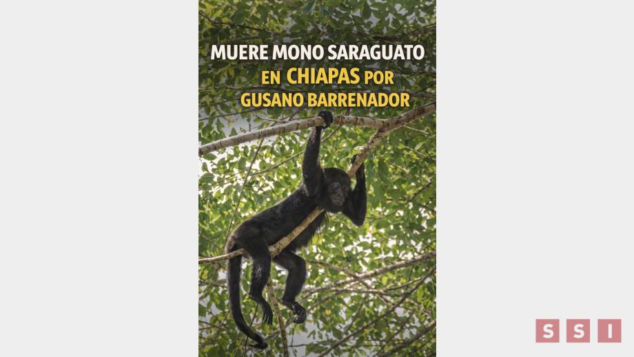 Confirman primer deceso de mono saraguato por gusano barrenador en Chiapas - Susana Solis Informa