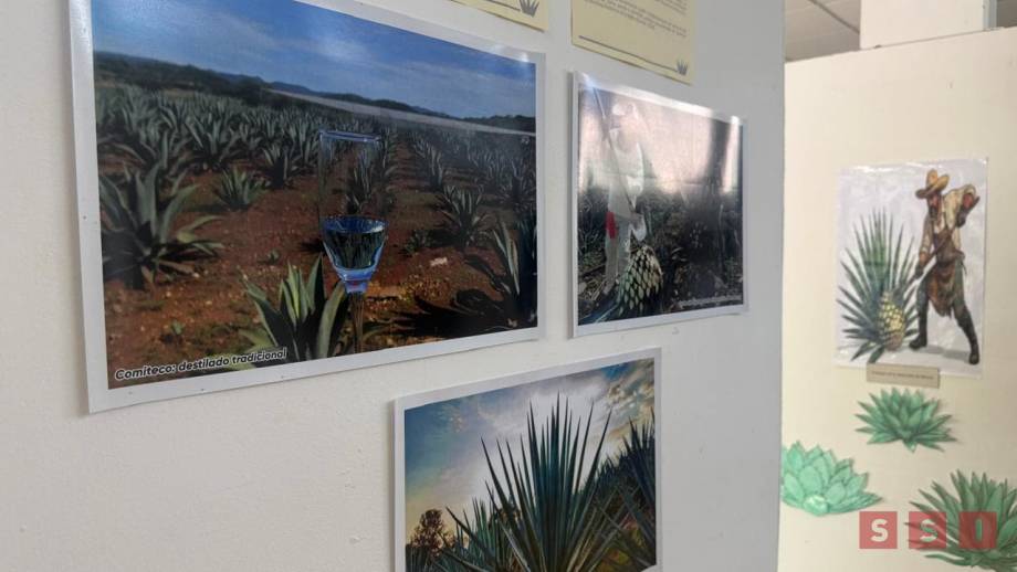 Jardín Botánico de Tuxtla exhibe diversidad y usos del maguey - Susana Solis Informa