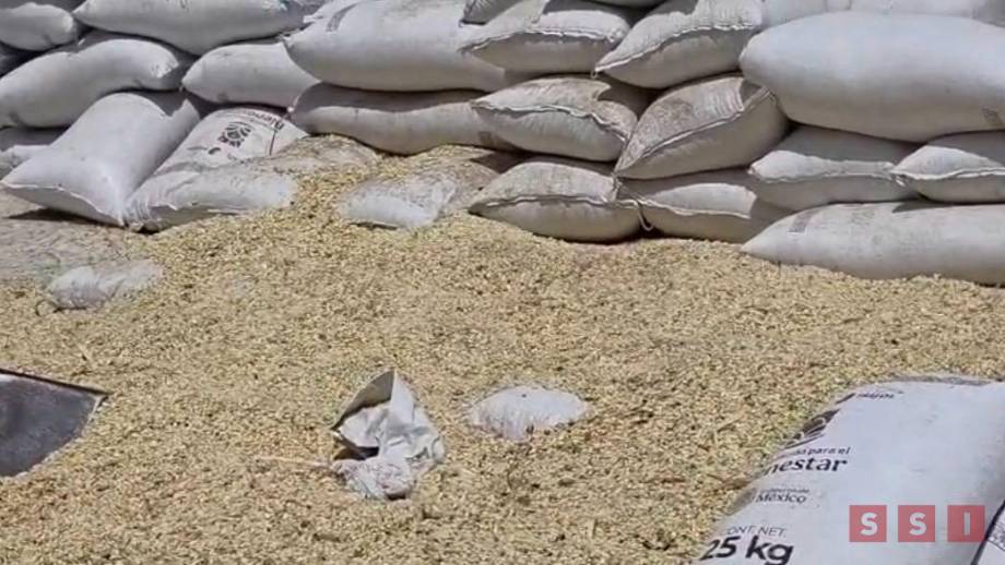 Sequía pone en riesgo 40% de la cosecha de maíz en la Frailesca; productores lanzan llamado urgente - Susana Solis Informa