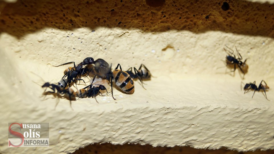 HORMIGAS, aliadas para entender si es posible prevenir envejecimiento de ovarios Susana Solis Informa