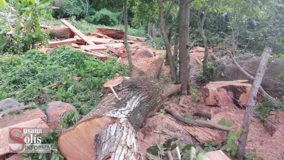 Contundentes resultados de los Operativos de Combate de Ecocidio señala Fiscal