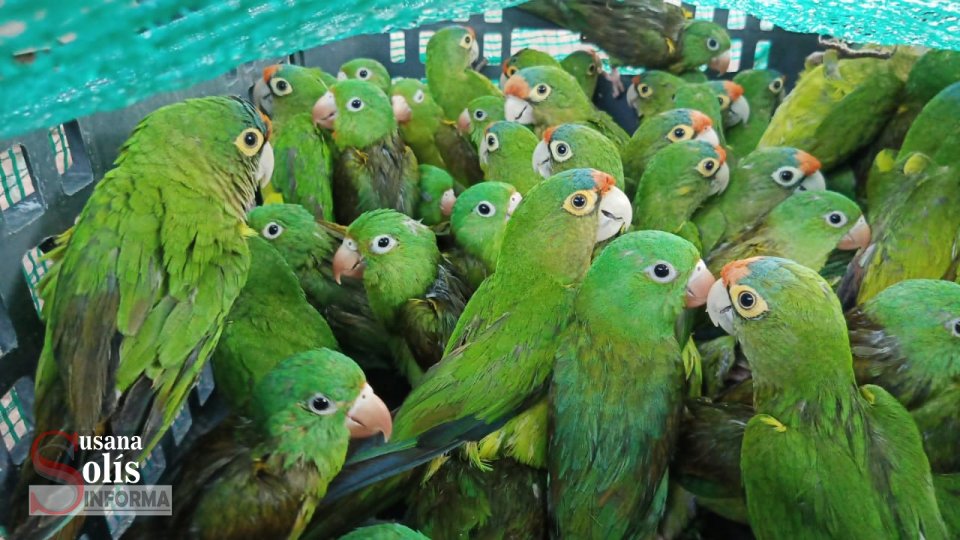 DECOMISAN casi 400 cotorras y detienen a traficantes Susana Solis Informa